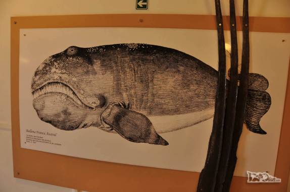 Na entrada da Península Valdés, no litoral da  patagônia argentina, visita a um museu com muitas informações sobre as baleias que frequentam a região